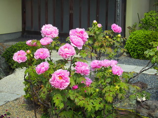 庭のピンクの牡丹