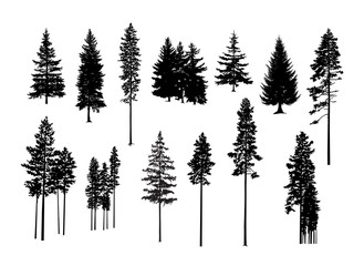 Set. Silhouettes of pine trees. - obrazy, fototapety, plakaty