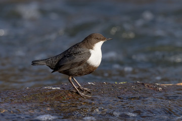 Dipper (Cinclus cinclus)