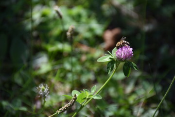 Bee on purple clover flower in nature on sunny day