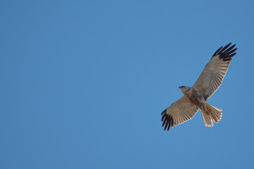 marsh harrier flies in the blue sky and looks for prey