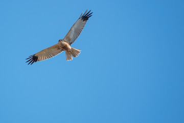 marsh harrier flies in the blue sky and looks for prey
