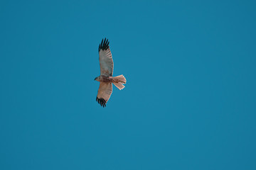 marsh harrier flies in the blue sky and looks for prey