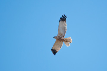 marsh harrier flies in the blue sky and looks for prey