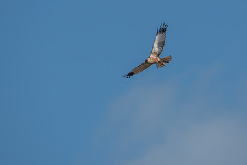 marsh harrier flies in the blue sky and looks for prey
