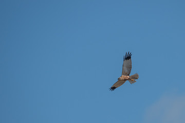 marsh harrier flies in the blue sky and looks for prey