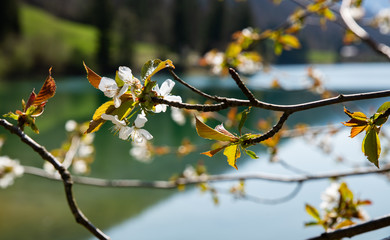 blooming cherry tree
