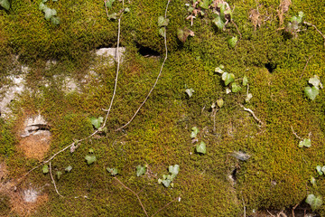 Green moss and ivy covering a natural stone wall for Background or Wallpaper
