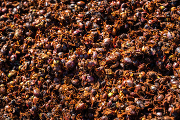 Waste products are discarded during preliminary processing Robusta and arabica coffee berries in factory, Gia Lai, Vietnam