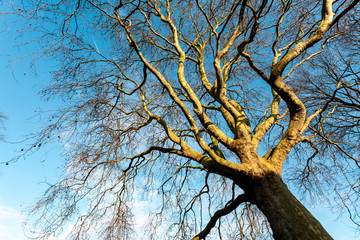 Crown of a tree without leaves against a blue sky, bottom view. Spring concept