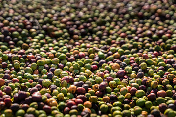Robusta and arabica coffee berries drying at ourdoor, Gia Lai, Vietnam