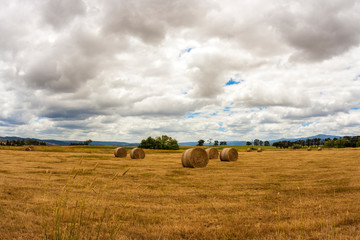 Ripe haystacks of wheat, field in the South Australia in the overcast weather.