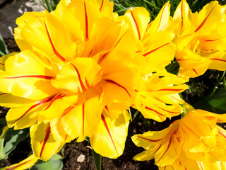 Fototapeta na wymiar Close up image of bright yellow tulip with red stripes, tulips blossoms in spring