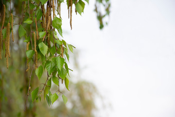Blossomed birch with blurry white background