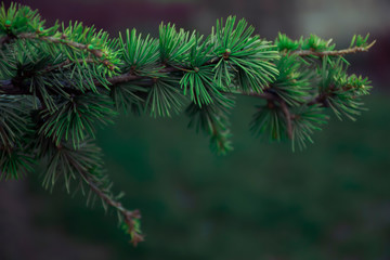 Beautiful pine tree with dark background