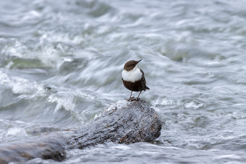 Dipper (Cinclus cinclus)