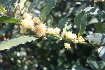 green leaves in the garden