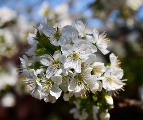 cherry tree blossom in springtime