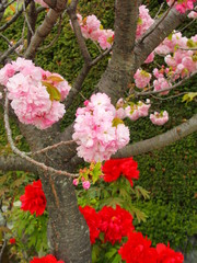 八重桜と赤い牡丹