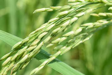 Bunch of ears of light green colored rice tree in the middle of a beautiful paddy field