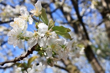 white cherry blossom