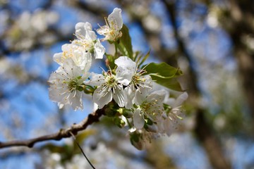 cherry blossom in spring