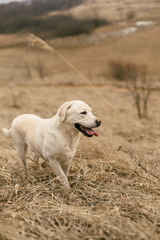 labrador in a field of dry grass