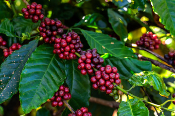 Arabica and Robusta tree in Coffee plantation, Gia Lai, Vietnam.