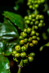 Arabica and Robusta tree in Coffee plantation, Gia Lai, Vietnam.