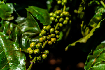 Arabica and Robusta tree in Coffee plantation, Gia Lai, Vietnam.