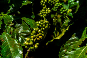 Arabica and Robusta tree in Coffee plantation, Gia Lai, Vietnam.