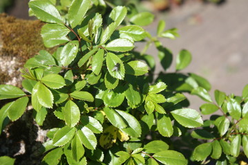 green leaves on the tree