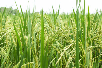 Natural picture of a green field of paddy ,with fresh rice tree blooming beautifully