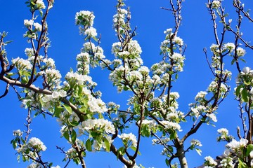 blossoming apple tree in spring