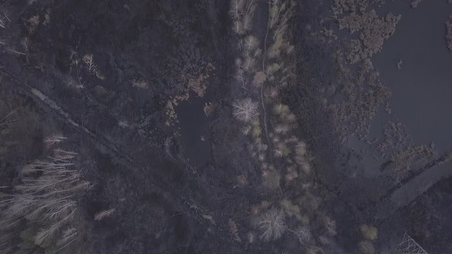 The drone relieves the effects of fires in wetlands. Swamp, reeds, burnt grass, black earth against the background of trees that begin to turn green. Spring. Cloudy It's getting dark. Gloomily. The pi