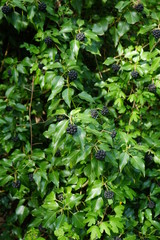 Schwarze Beere, April