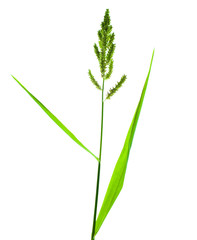 One light green colored rice tree placed before a white isolated background