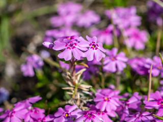 Obraz premium Flammenblume Phlox im Frühling Polemoniaceae