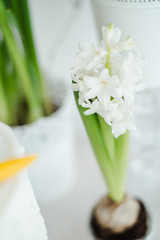 white and yellow hyacinth and daffodils in pots on the table