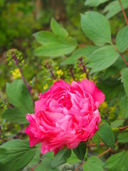 花壇のピンクの牡丹