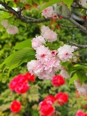 八重桜と牡丹