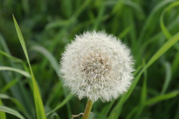 Pusteblume