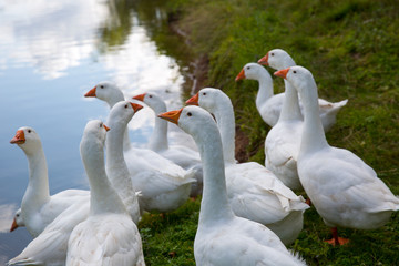 Domestic white geese on the lake. Summer village landscape.