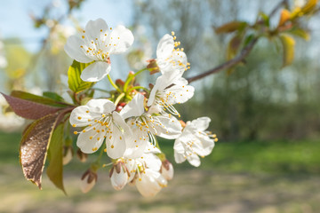 Prunus avium 'Schneiders Späte Knorpelkirsche' Blütenstand