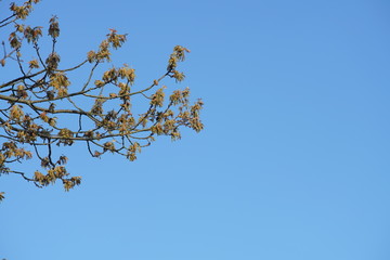 Quercus rubra northern red oak tree during spring seasons