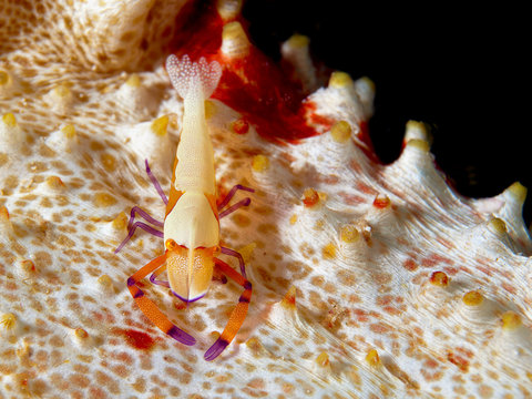 Close-Up view of a small Shrimp living on a seacucumber. Underwaterpic was taken in Raja Ampat, Indonesia.