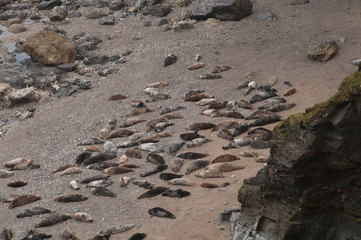 Seals on a beach, Cornwall