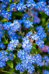 Obraz premium Blue