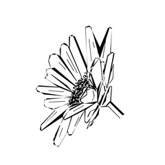 Spring flower as a design element. Flower in the sketch style isolated on white. Hand-drawn element for greeting cards. Vector illustration for paper, text, tattoo