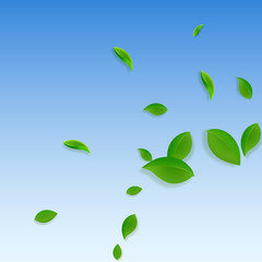 Falling green leaves. Fresh tea chaotic leaves fly